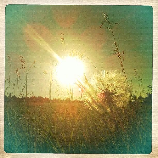 Nature Photograph - ☀ Make A Wish #dandelion #nature #sun by Ange Exile DuParadis