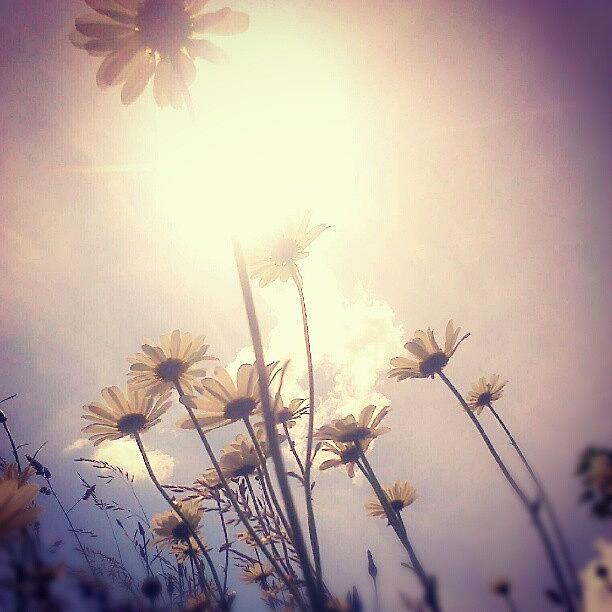 Summer Photograph - #ромашки More #daisies by Linandara Linandara