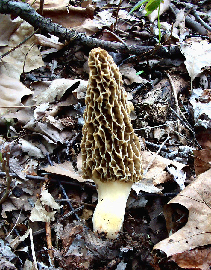  Morel Mushroom Photograph by Jeffrey Platt