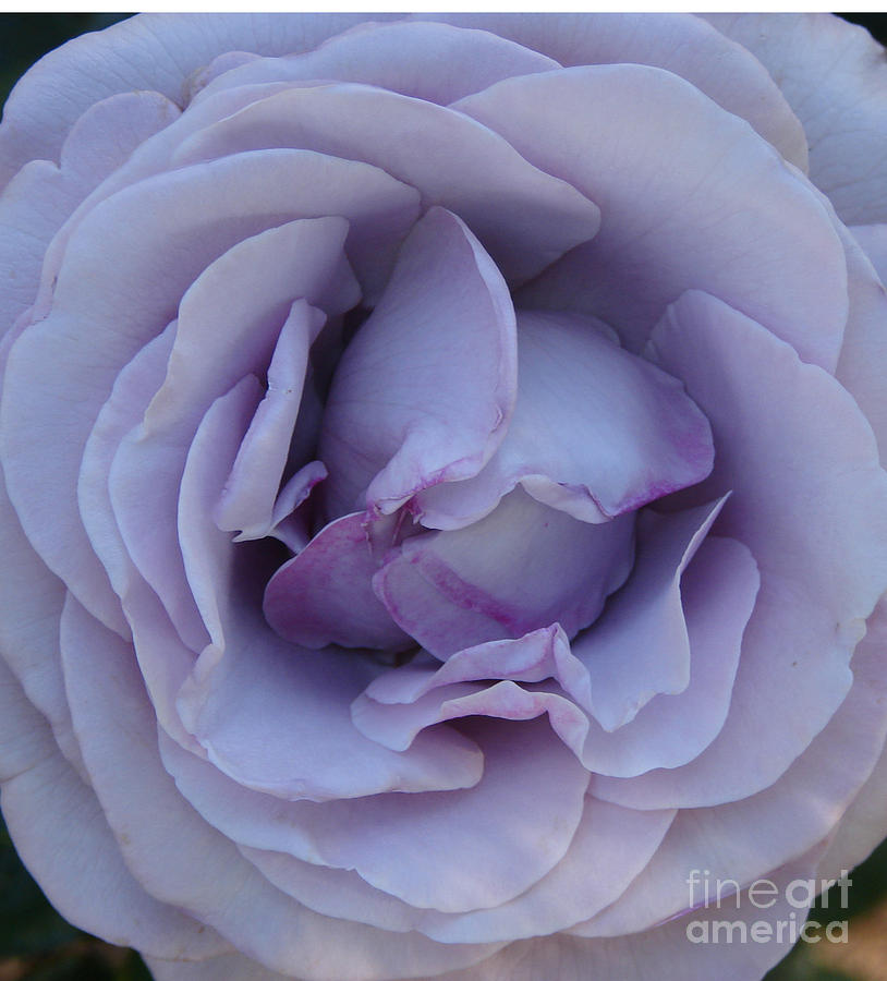 Mystic Cali Rose Photograph by Suze Taylor - Fine Art America