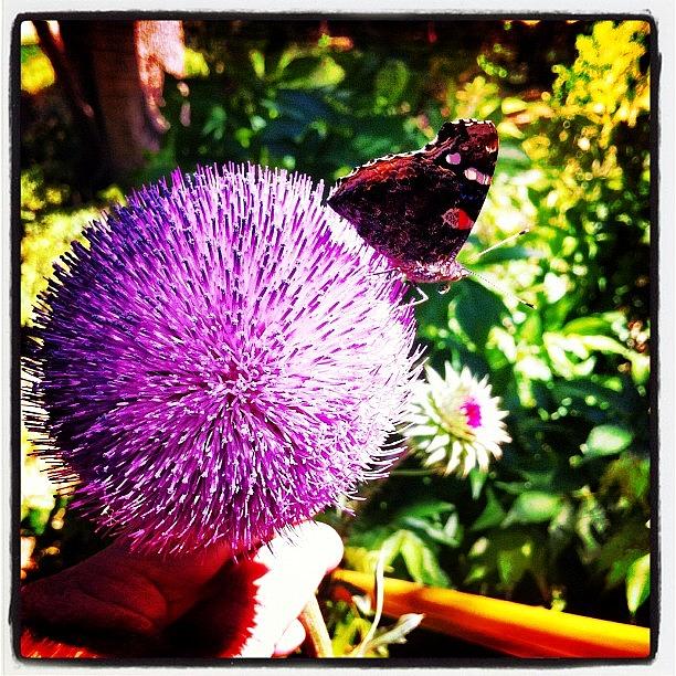 Butterfly Photograph -  by Natasha Saree