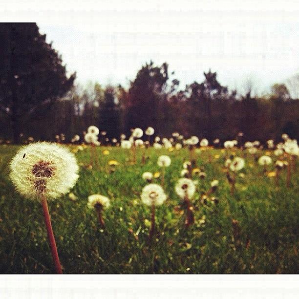 Summer Photograph - ☀🌾🌻 #nature #flowers #wish by Marisag ☀✌