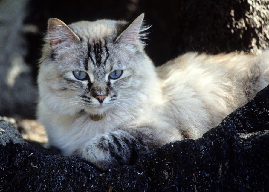 Cat Photograph -  On the Rocks--Mia by Larry Allan