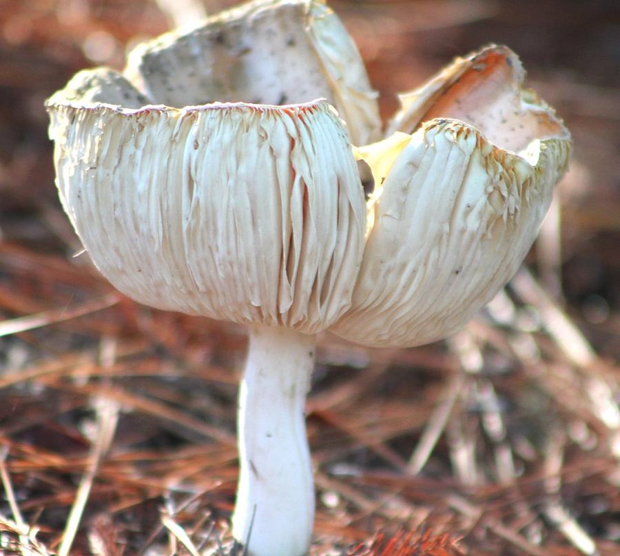  Orange Mushroom Aging Photograph by Jeanne Juhos