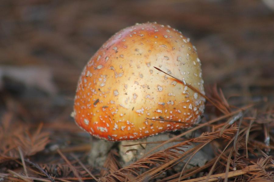 Orange Mushroom Photograph by Jeanne Juhos