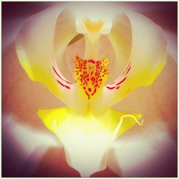 Orchid Photograph - ... Orchid ? ... Mythical Creature ? by Brian Cassey