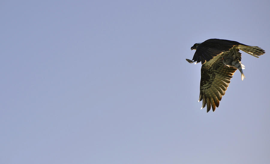 Osprey Photograph - Osprey Lunch To Go III by Christine Stonebridge Osprey Photograph - Osprey Lunch To Go III by Christine Stonebridge