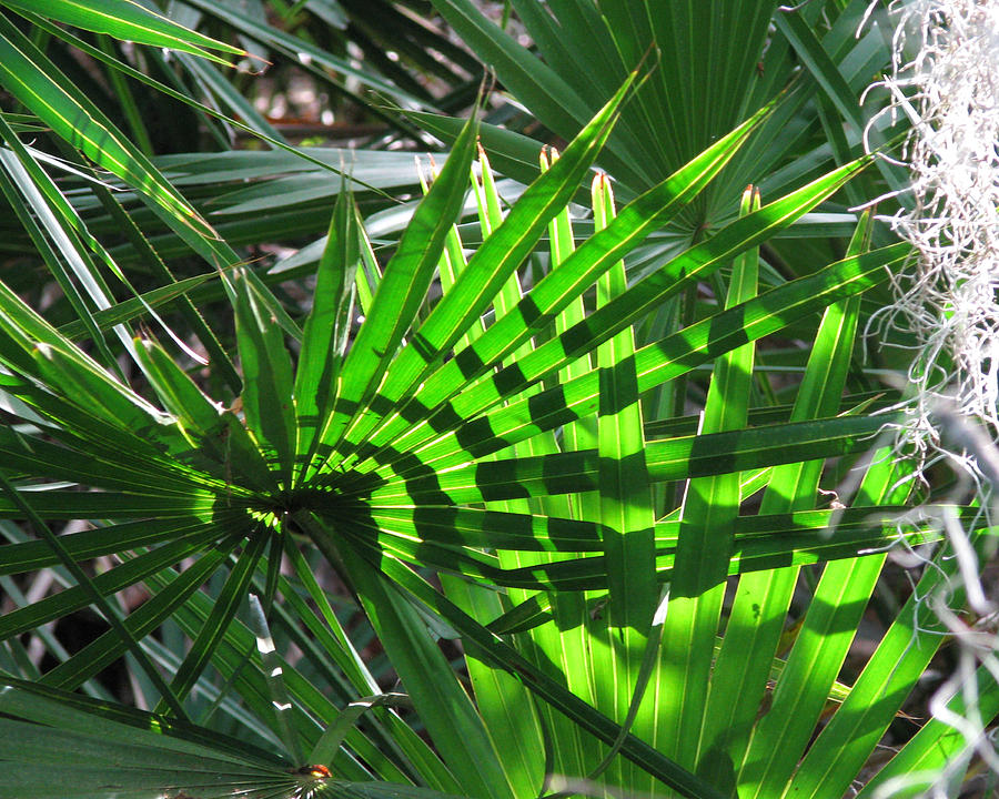  Palmetto Patterns Photograph by Peggy Urban