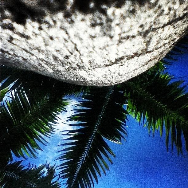 Nature Photograph -  #palmtree #tree #nature #pov by Brookiee 