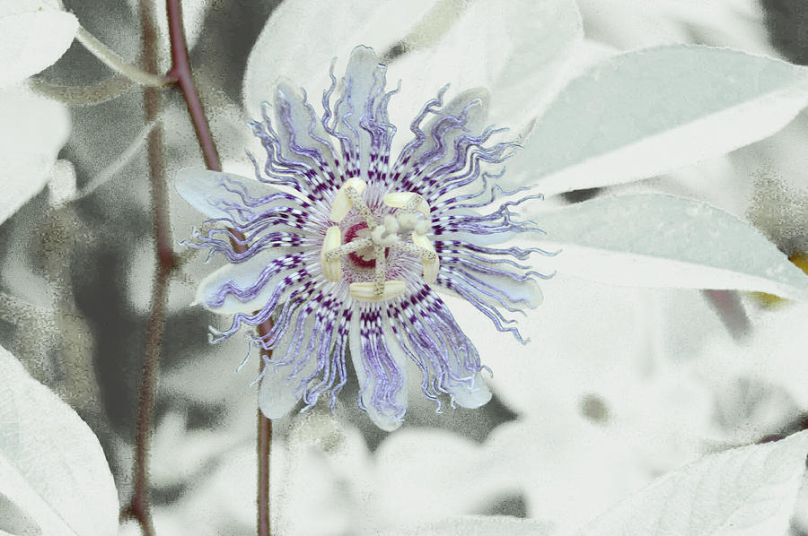  Passion Flower On White Photograph by Tom Wurl