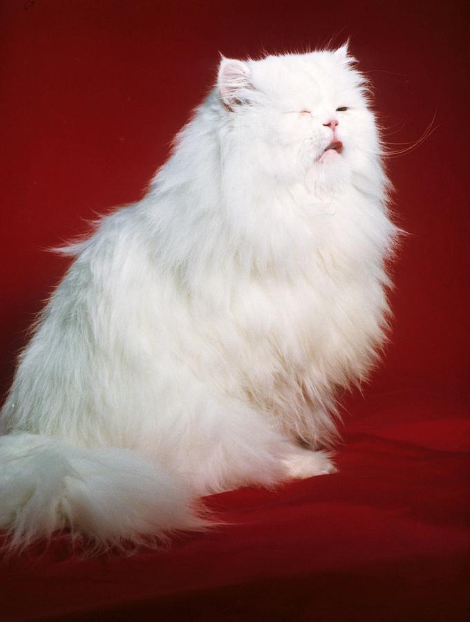 Cat Photograph -  Persian Cat in Distress by Larry Allan
