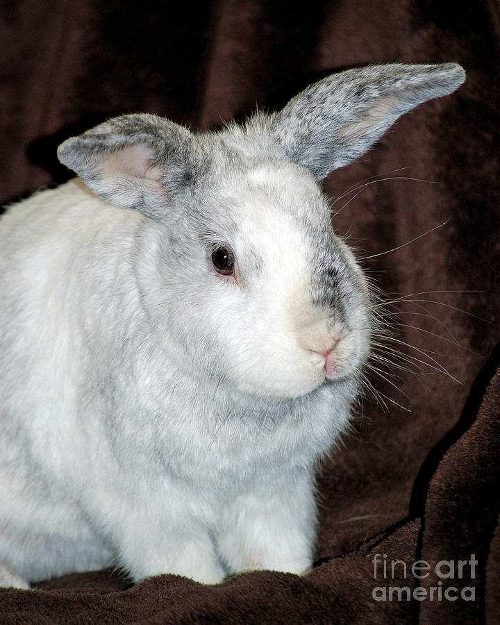  Pet Bunny  Photograph by Lila Fisher-Wenzel