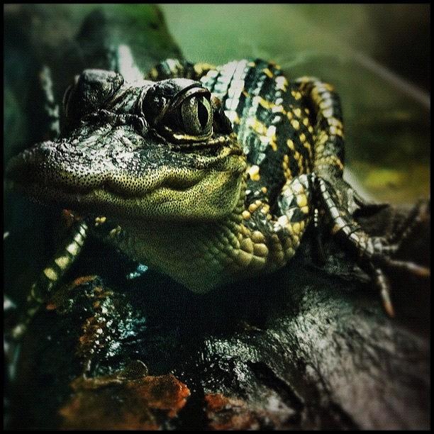 Alligator Photograph - ... Pic 4 ... Today At Cairns Tropical by Brian Cassey