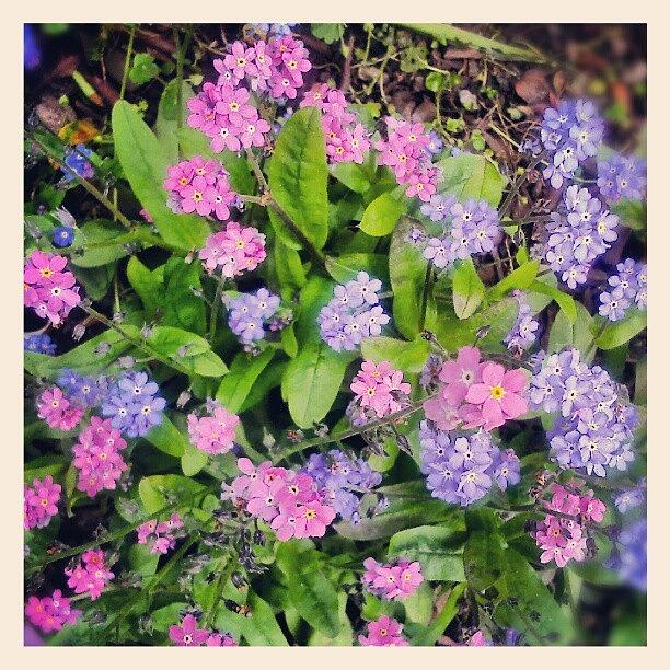 Spring Photograph - #незабудки #pink And #blue by Linandara Linandara