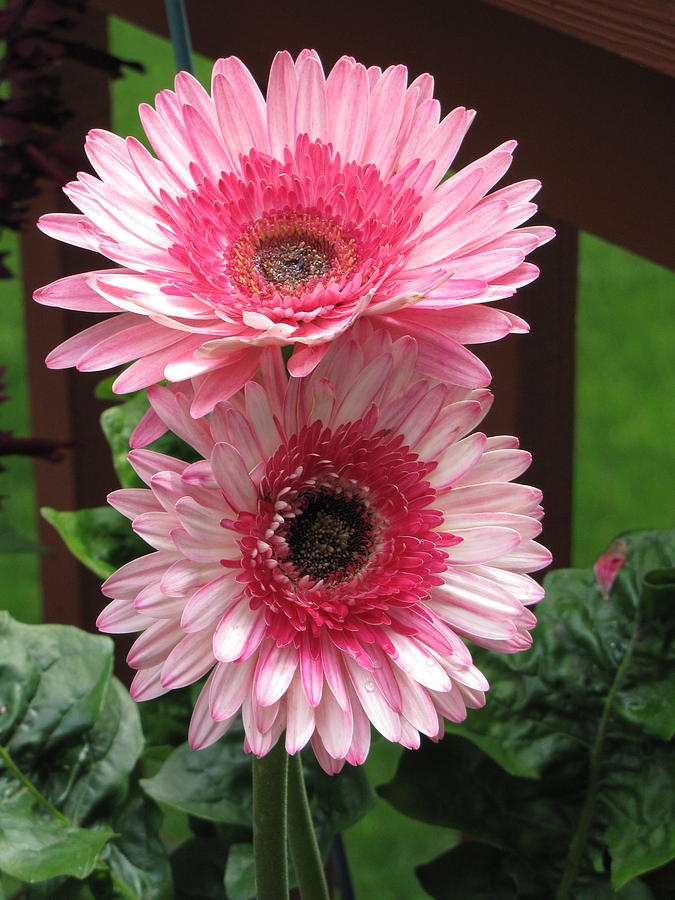 Pink Gerber Daisy by Mary Ivy.