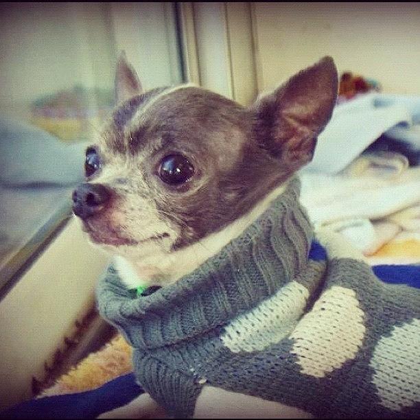 Chihuahua Photograph -  Polka Dot Sweater by Lori Lynn Gager