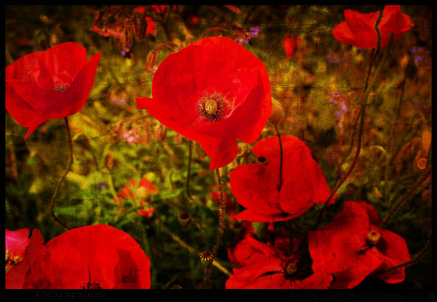  Poppies Photograph by B Cash