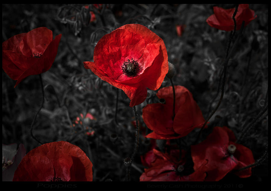  Poppy Red Photograph by B Cash