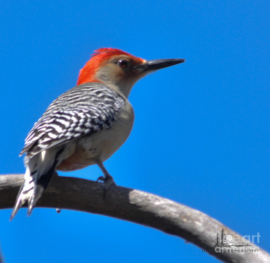  Red-bellied Woodpecker Male Photograph by Ronald Grogan