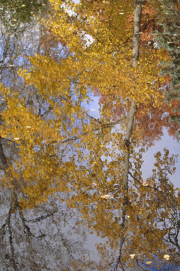  Reflecting Cedar Photograph by Joseph Yarbrough