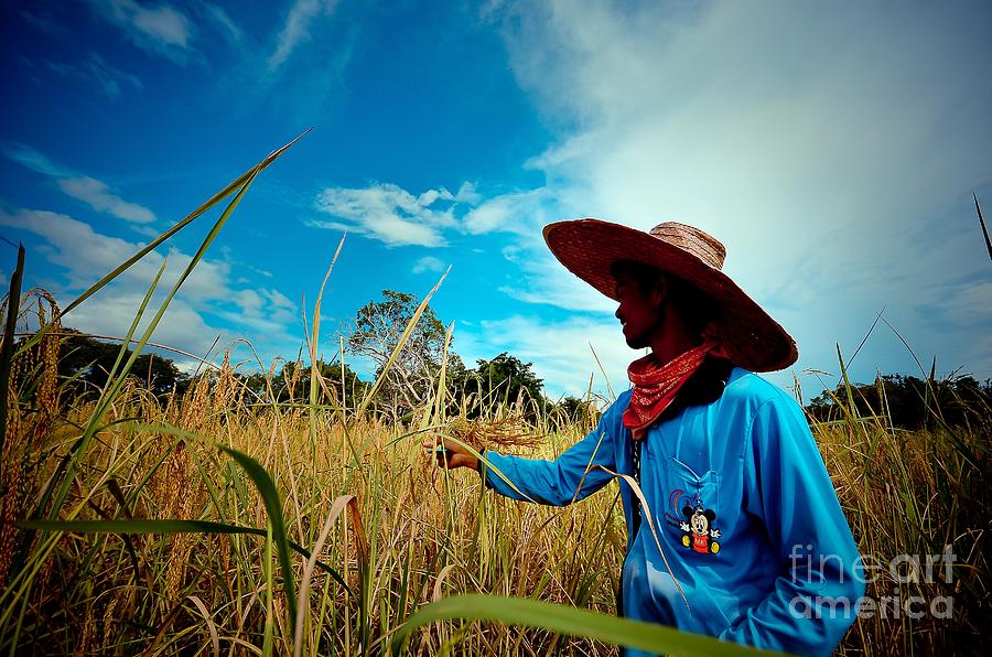 Landscape Photograph -  Rice5 by Winai Madaree