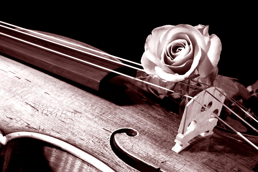  Rose Violin Viola Photograph by M K Miller