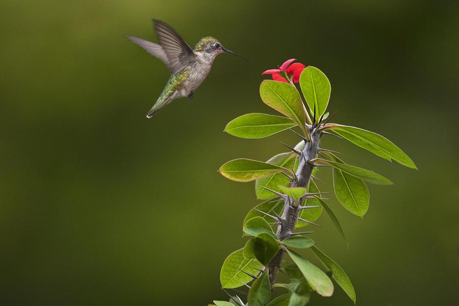  Ruby Throated Hummingbird Photograph by Randall Nyhof