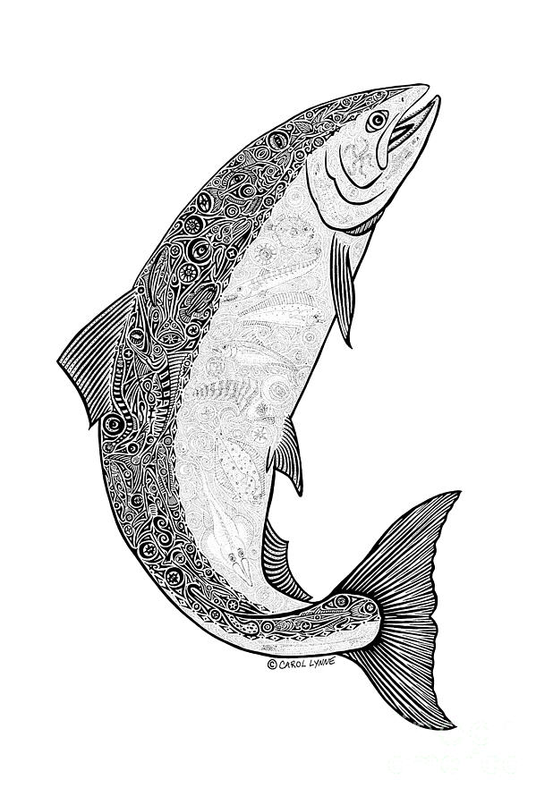Salmon Drawing -  Salmon II by Carol Lynne