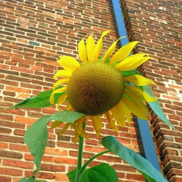 Sunflower Photograph -  by Sandra Lira