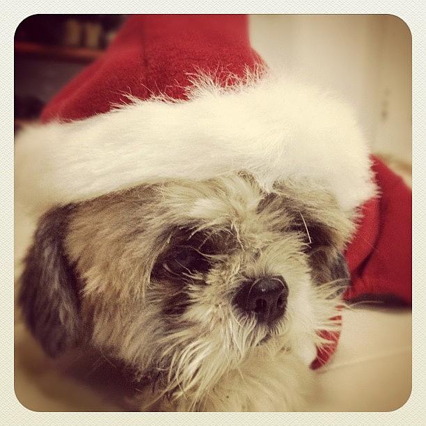 Christmas Photograph - 🎅 Santas Favorite Reindog Is Off by Wilson Aw