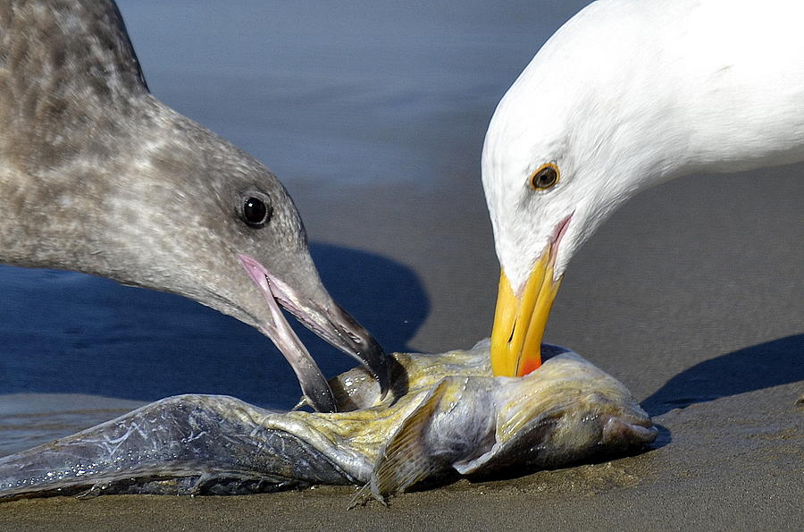  Seagulls Sharing Sushi Photograph by Fraida Gutovich