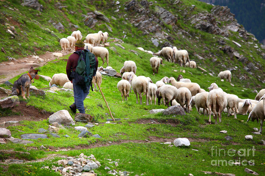  Shepherd At Work Photograph by Gualtiero Boffi