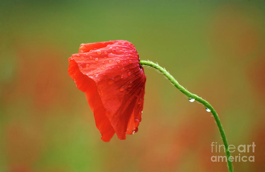 Nature Photograph -  Solitary poppy. by Bernard Jaubert