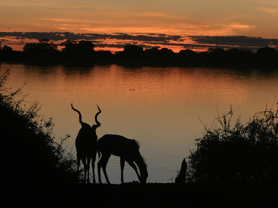  South African Sunset Photograph by Karen Zuk Rosenblatt