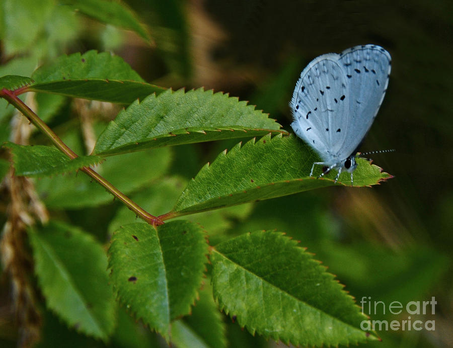  Spring Azure Butterfly Photograph by Elaine Manley