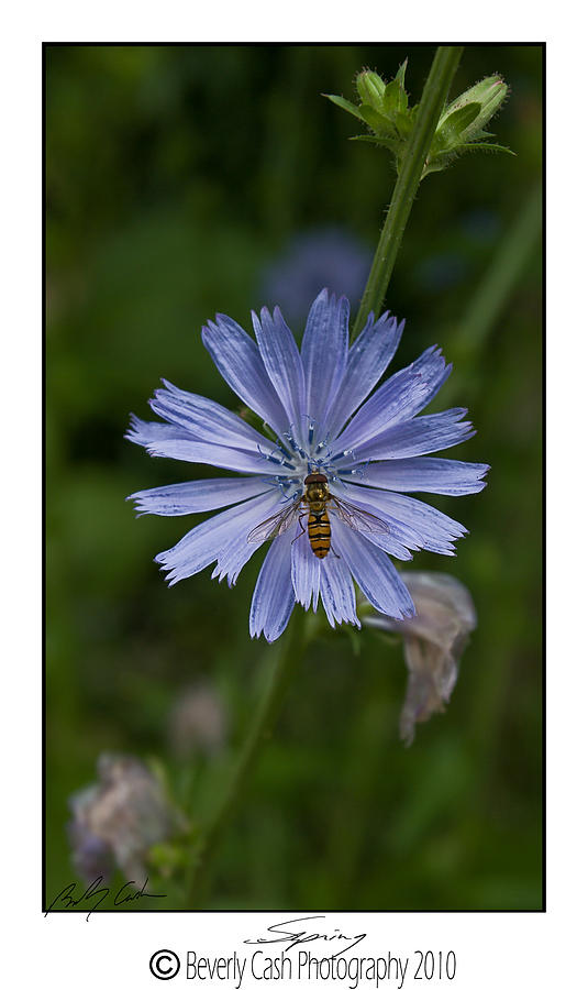  Spring Flower and Hoverfly Photograph by B Cash