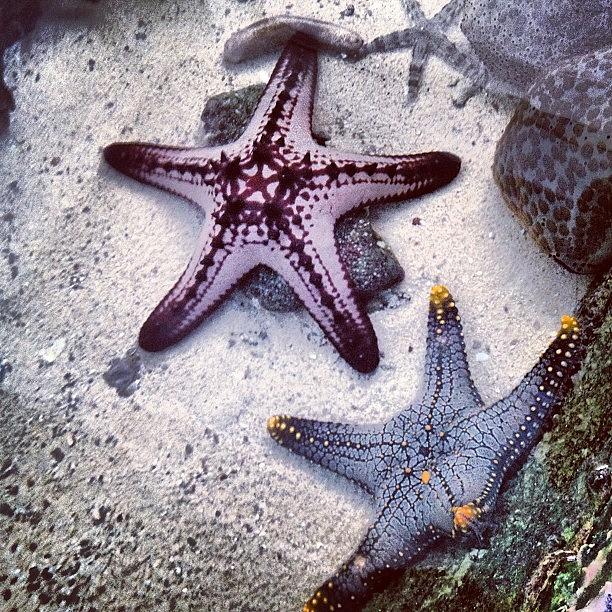Sea Photograph - 🌟 Starfishes 😁 by Nancy Nancy