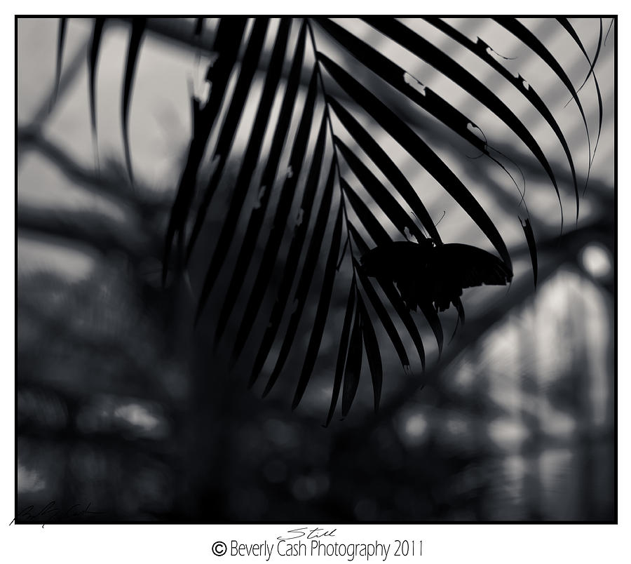  Still - Butterfly Silhouette Photograph by B Cash