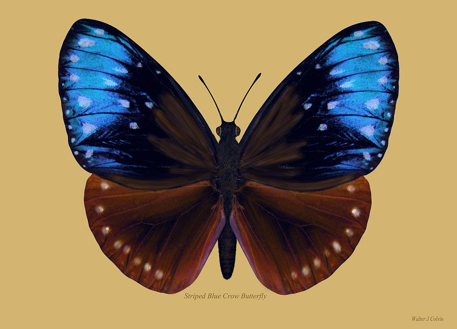  Striped Blue Crow Butterfly Digital Art by Walter Colvin