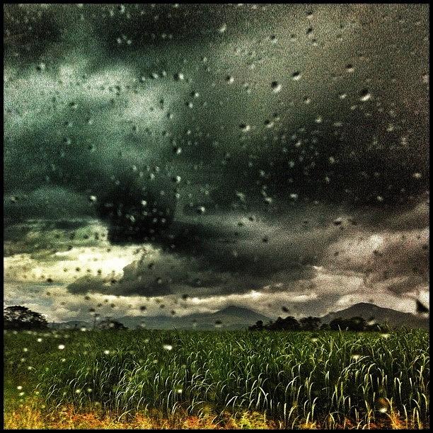 Farm Photograph - ... Sugar Cane Likes The Tropical Rains by Brian Cassey