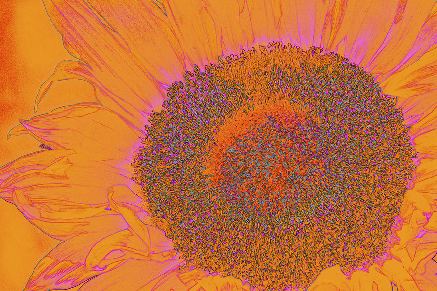  Sunflower In Orange And Pink Photograph by Phyllis Denton