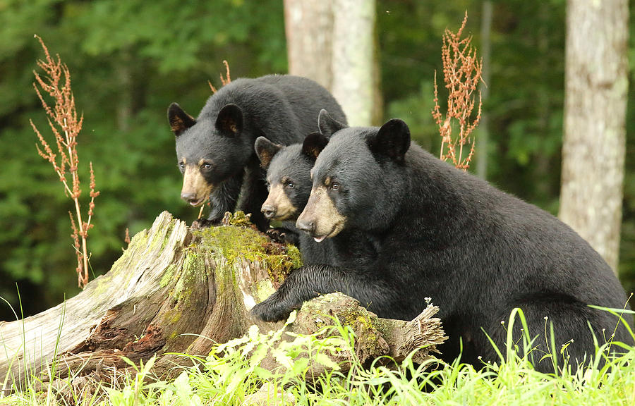  The Bear Family profile picture Photograph by Duane Cross