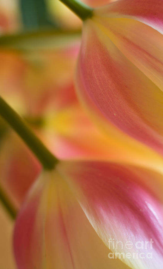 Tulip Photograph -  The Pair by Mike Reid