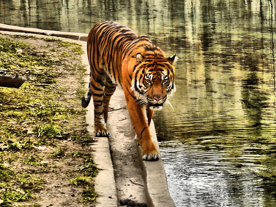 The Tiger Photograph