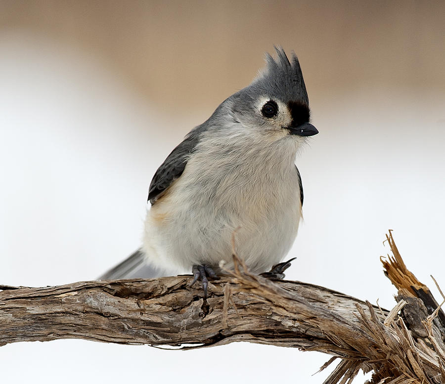  Tufted Titmouse Photograph by Roni Chastain