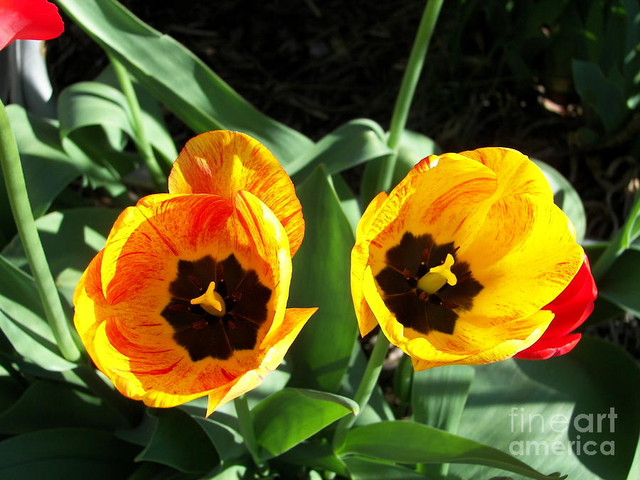  TwinTulips Photograph by Judy Via-Wolff