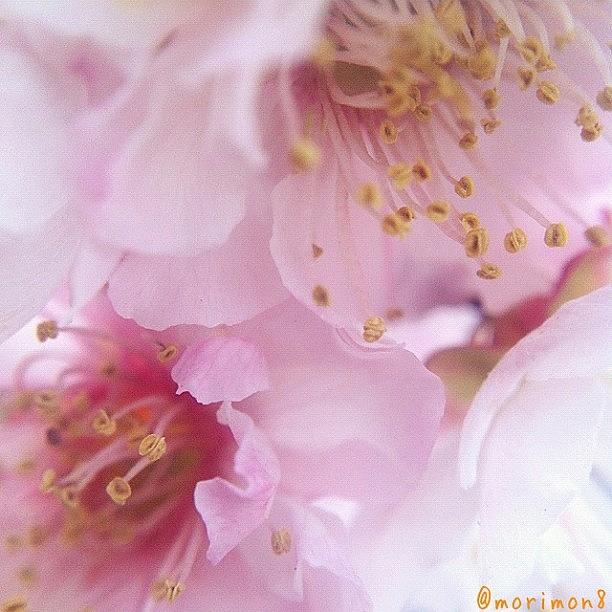 Nature Photograph - 梅の花 Ume Blossoms by Morley🇯🇵♂ もーりー∞♂