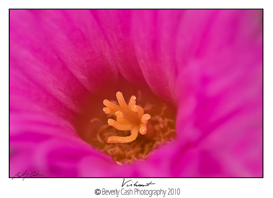  Vibrant Pink Photograph by B Cash