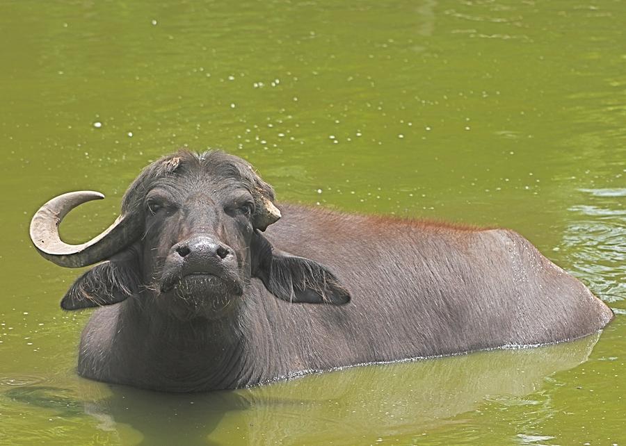  Water Buffalo at Middleon Place Plantation Photograph by Jeanne Juhos
