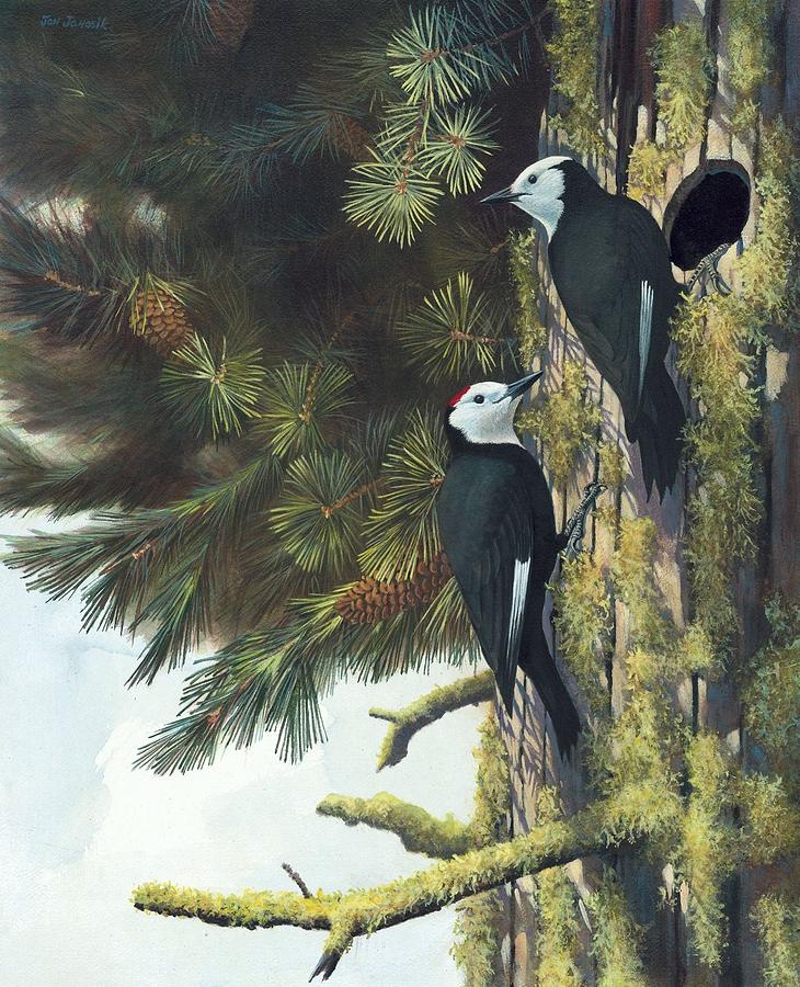  	White-headed Woodpeckers at Nest Painting by Jon Janosik